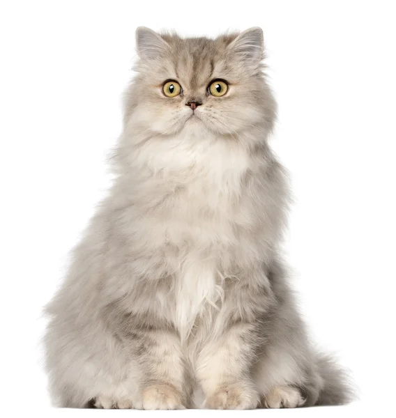 Persian cat, sitting in front of white background — Stock Photo, Image