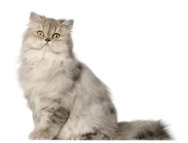 Perzische kat, zit op witte achtergrond — Stockfoto