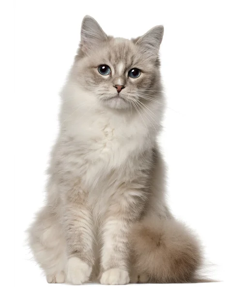 Ragdoll kočka, 1 rok starý, sedící před bílým pozadím — Stock fotografie
