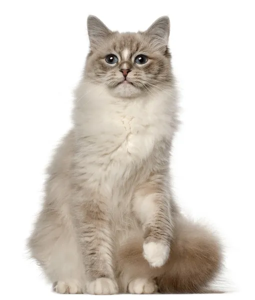 Ragdoll kat, 1 jaar oud, zit op witte achtergrond — Stockfoto