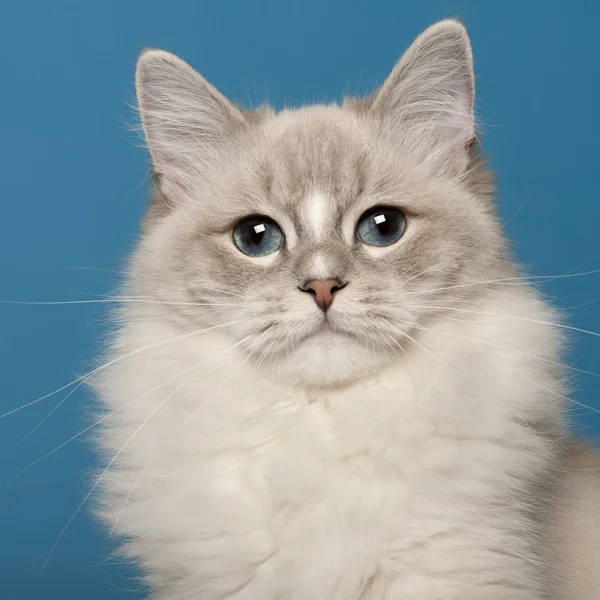 Ragdoll-Katze, 1 Jahr alt, vor blauem Hintergrund — Stockfoto