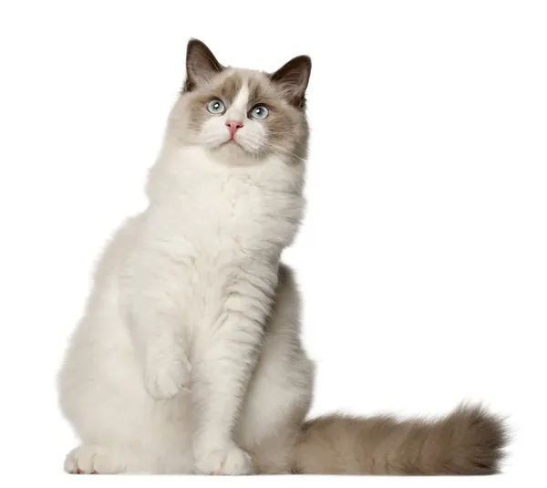 Ragdoll cat, 6 mesi, seduta davanti a uno sfondo bianco — Foto Stock