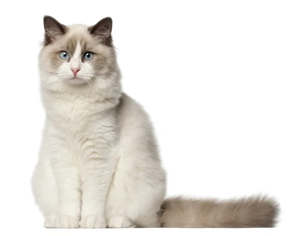 Ragdoll kat, 6 maanden oud, zitten in de voorkant van witte achtergrond — Stockfoto
