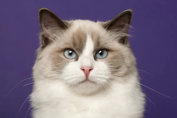 Ragdoll kočka, 6 měsíců starý, před fialové pozadí — Stock fotografie
