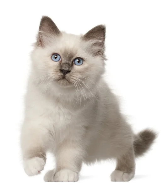 バーマン子猫、3 か月古い、白い背景の前に立って — ストック写真