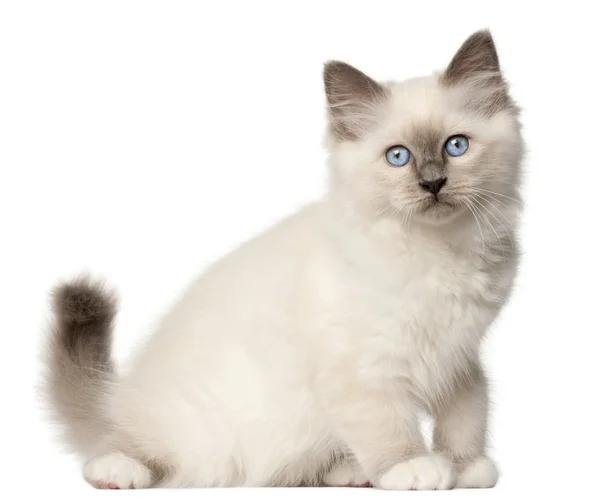 Birman kitten, 3 months old, sitting in front of white background — стокове фото