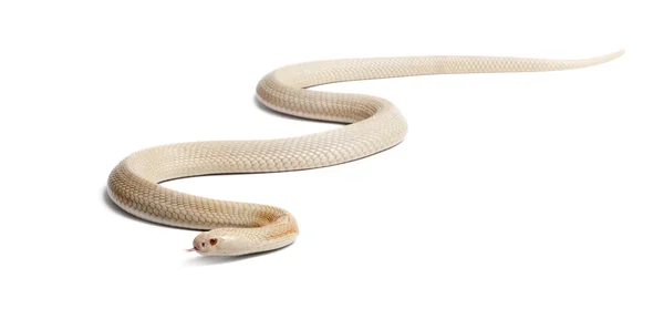 Monocled cobra λευκοπαθικών ατόμων - naja kaouthia (δηλητηριώδη), λευκό backg — Φωτογραφία Αρχείου
