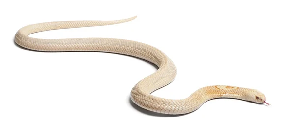アルビノ （白子） monocled コブラ - ナジャ kaouthia （有毒）、白の背景に隠れて — ストック写真