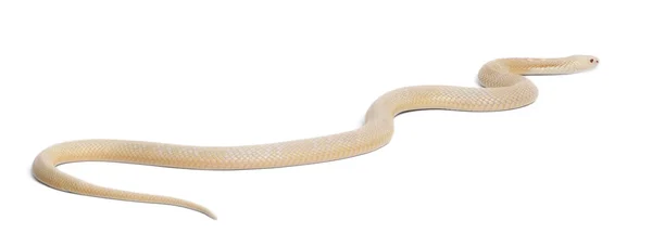 白化病单眼眼镜蛇-眼镜蛇毒活性 （有毒），白色黑色 — 图库照片