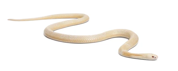 アルビノ （白子） monocled コブラ - ナジャ kaouthia （有毒）、白の背景に隠れて — ストック写真