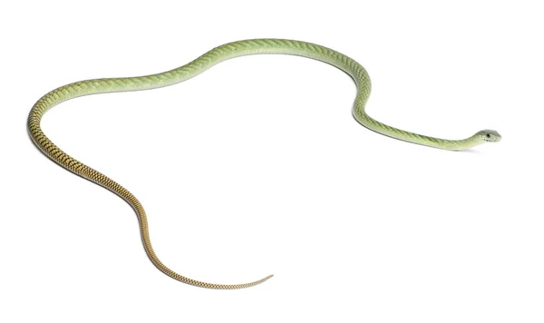 Westliche grüne Mamba - Dendroaspis viridis, giftig, weiß bac — Stockfoto