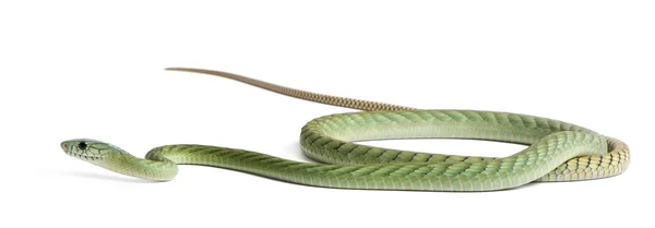 Western green mamba - Dendroaspis viridis, poisonous, white bac — Stock Photo, Image