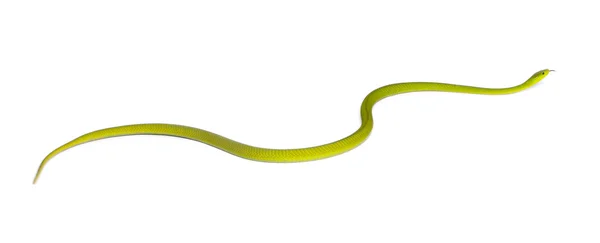 Östra Grön mamba - dendroaspis angusticeps, giftiga, vit — Stockfoto