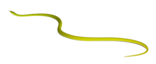 Mamba pospolita-dendroaspis angusticeps, trujące, biały — Zdjęcie stockowe