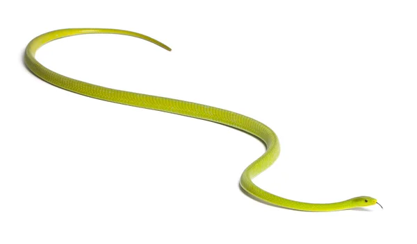 Ανατολική πράσινο mamba - dendroaspis angusticeps, δηλητηριώδη, λευκό — Φωτογραφία Αρχείου