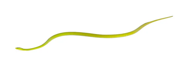 Mamba verde oriental - Dendroaspis angusticeps, venenoso, branco — Fotografia de Stock