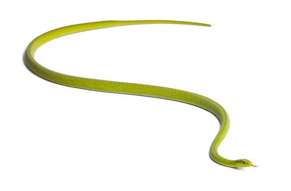 Ανατολική πράσινο mamba - dendroaspis angusticeps, δηλητηριώδη, λευκό — Φωτογραφία Αρχείου