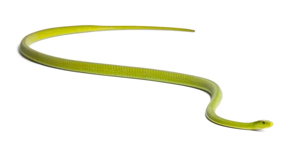 Eastern green mamba - Dendroaspis angusticeps, poisonous, white — Stock Photo, Image