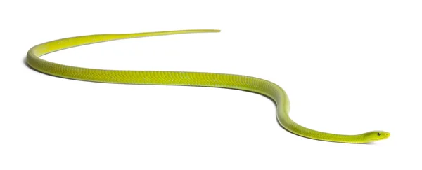 Östliche grüne Mamba - Dendroaspis angusticeps, giftig, weiß — Stockfoto