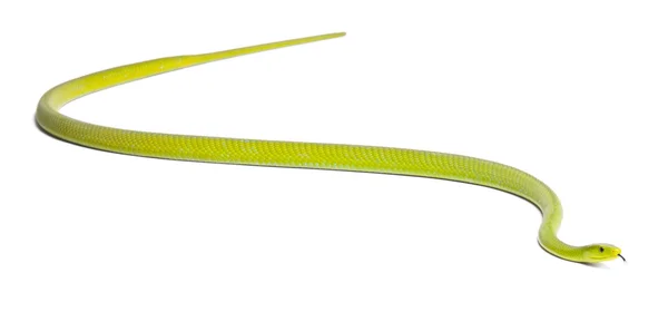 Östliche grüne Mamba - Dendroaspis angusticeps, giftig, weiß — Stockfoto