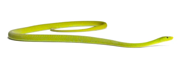 Eastern green mamba - Dendroaspis angusticeps, poisonous, white — 스톡 사진