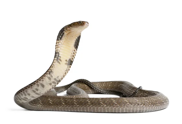 Cobra rei - Ophiophagus hannah, venenoso, fundo branco — Fotografia de Stock