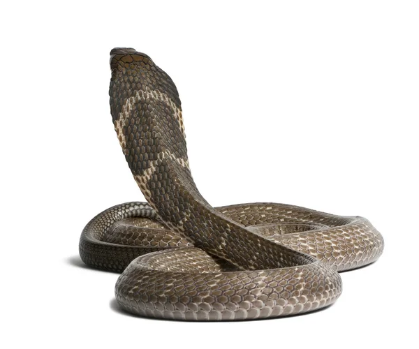 Cobra rei - Ophiophagus hannah, venenoso, fundo branco — Fotografia de Stock
