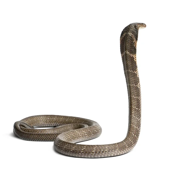 King cobra - ophiophagus hannah, δηλητηριώδη, λευκό φόντο — Φωτογραφία Αρχείου