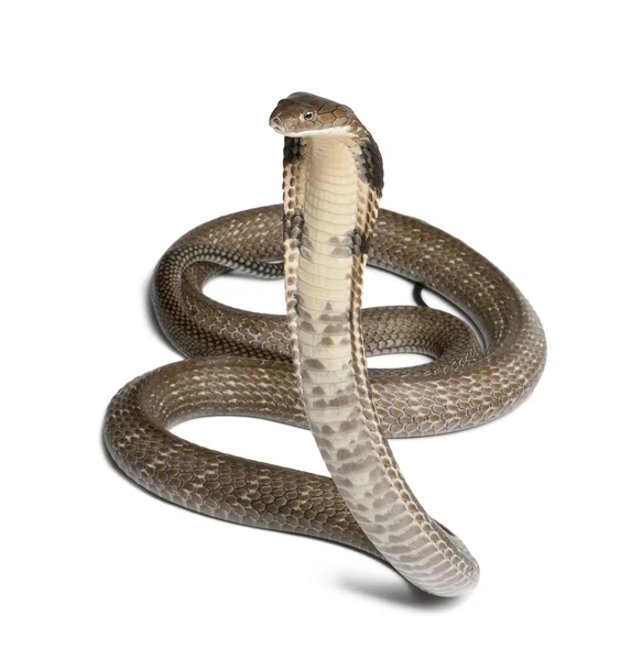 Kobra - ophiophagus hannah, trujące, białe tło — Zdjęcie stockowe