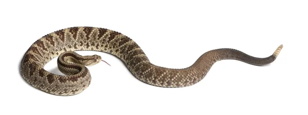 Serpente a sonagli sudamericano - Crotalus durissus, velenoso, con — Foto Stock