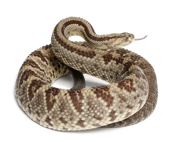 Zuid-Amerikaanse ratelslang - crotalus durissus, giftige, whit — Stockfoto