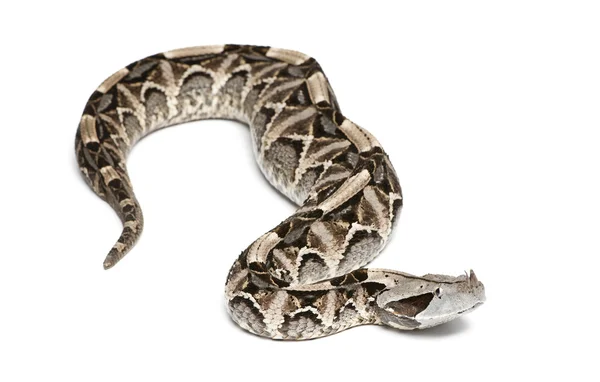 Gaboon viper - Bitis gabonica, poisonous, white background — Stock Photo, Image
