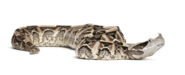 Gaboon viper - pofadder gabonica, giftige, witte achtergrond — Stockfoto