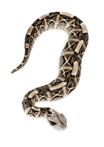 Gaboon viper - bitiş gabonica, zehirli, beyaz arka plan — Stok fotoğraf