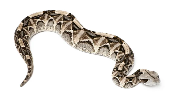 Ormen viper - bitis gabonica, giftiga, vit bakgrund — Stockfoto
