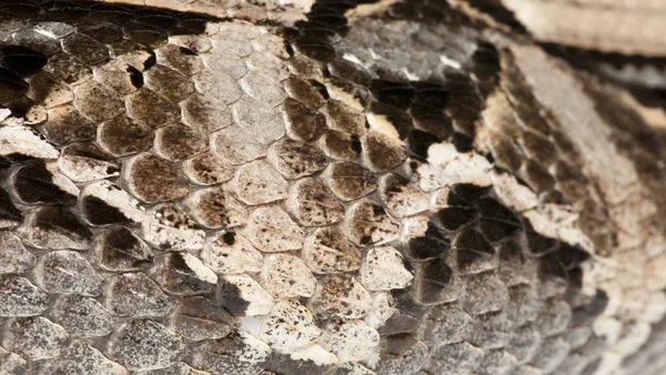 Gaboon viper or butterfly adder or forest puff adder or swampjack - Bitis gabonica (poisonous) — Stockfoto