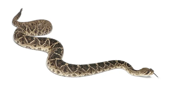 Восточная гремучая змея - Crotalus adamanteus, poisonou — стоковое фото