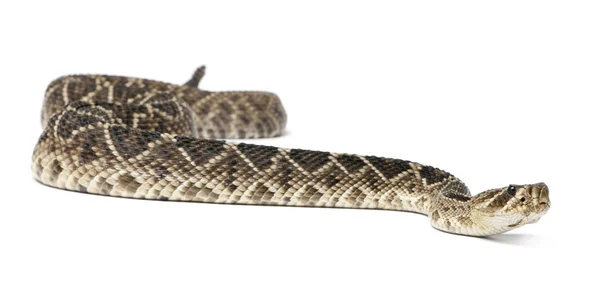 东部响尾蛇响尾蛇-磷酸解酶 adamanteus、 有毒 — 图库照片