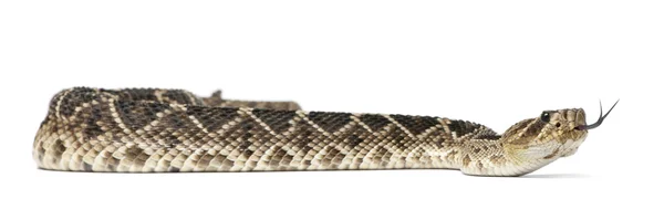 Doğu diamondback çıngıraklı yılan - crotalus adamanteus, poisonou — Stok fotoğraf