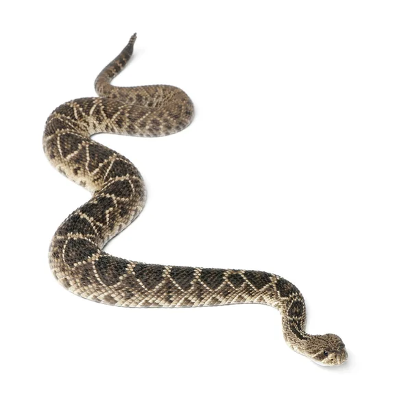 Восточная гремучая змея - Crotalus adamanteus, poisonou — стоковое фото