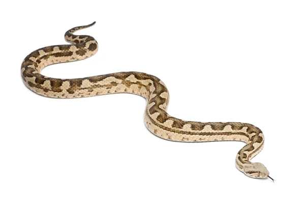 摩尔毒蛇-macrovipera mauritanica、 有毒、 白色黑色 — 图库照片
