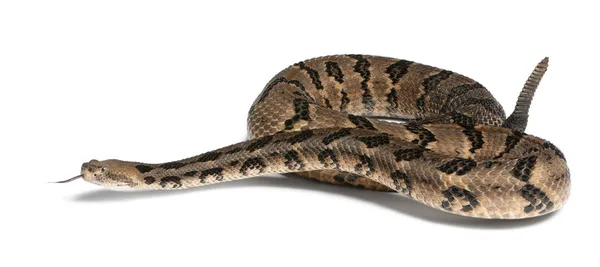 Timber rattlesnake - Crotalus horridus atricaudatus, poisonous, — Stock Photo, Image