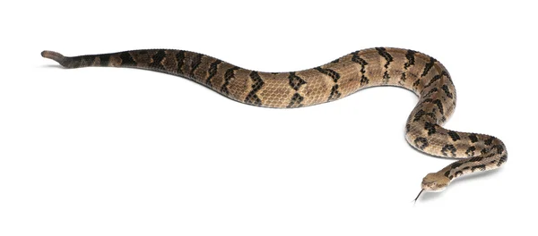 Serpiente de cascabel de madera - Crotalus horridus atricaudatus, venenosa , — Foto de Stock