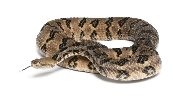 Деревянная гремучая змея - Crotalus horridus atricaudatus, ядовитая , — стоковое фото