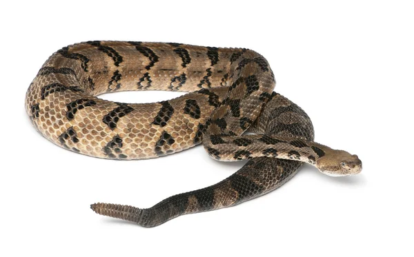 Деревянная гремучая змея - Crotalus horridus atricaudatus, ядовитая , — стоковое фото