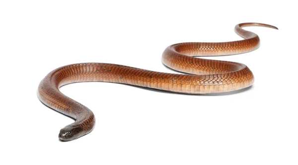 Египетская кобра - Naja haje, ядовитые, белый фон — стоковое фото