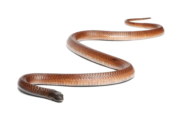 Egyptisk kobra - naja haje, giftiga, vit bakgrund — Stockfoto