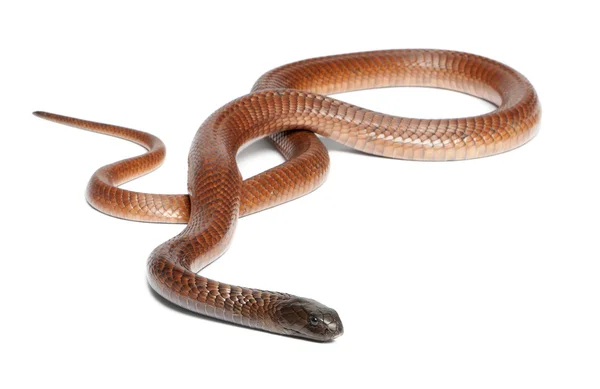 Αιγυπτιακή cobra - naja haje, δηλητηριώδη, λευκό φόντο — Φωτογραφία Αρχείου