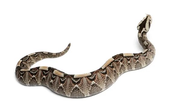 犀牛毒蛇，河杰克-bitis nasicornis x gabonica、 poi — 图库照片