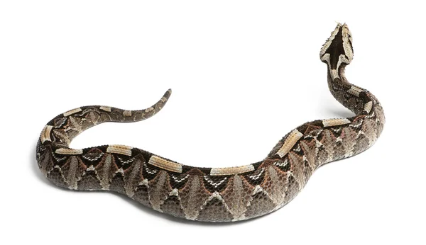 Nosorožec zmije, řeka jack - bitis nasicornis x gabonica, BZ — Stock fotografie